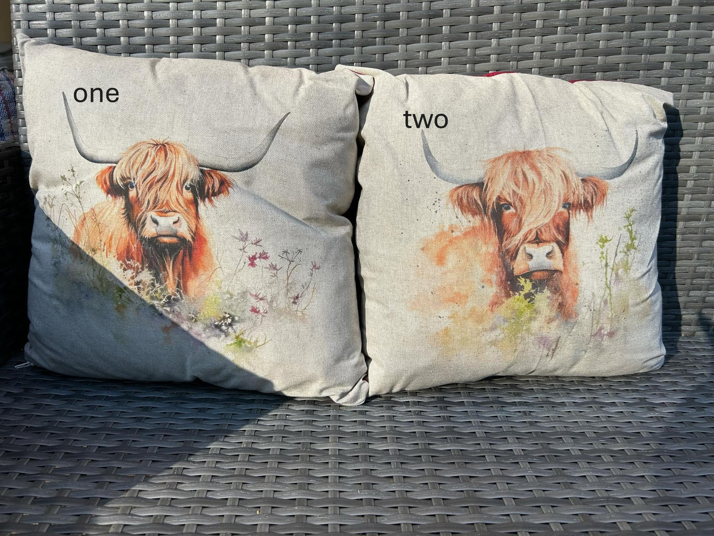 Highland Cow with 6 to choose from
